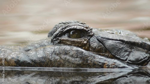 Eye of crocodile, false gharial or tomistoma, floating in the river and looking to camera - Tomistoma schlegelii photo