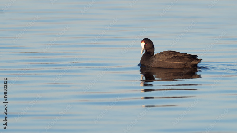 Red-knobbed Coot Red-knobbed Coot