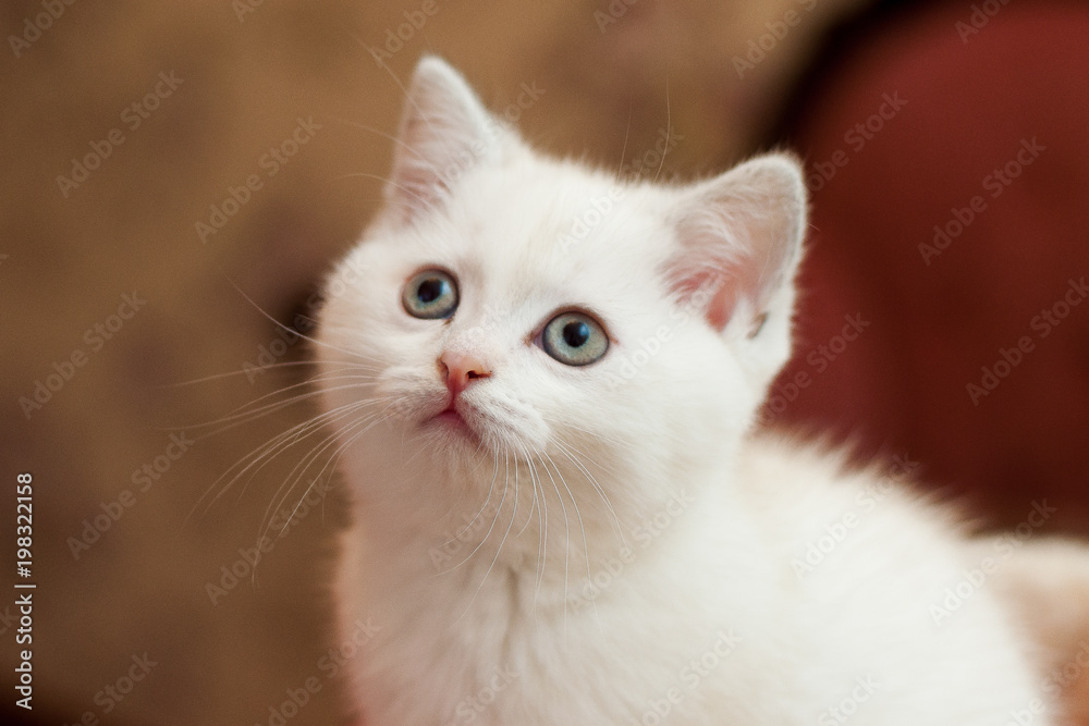 beautiful little kitten of white color in the room looks around