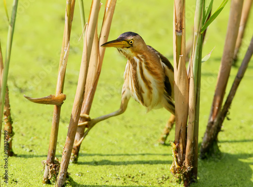A female little bittern neatly sneaks up to the prey from the reed photo