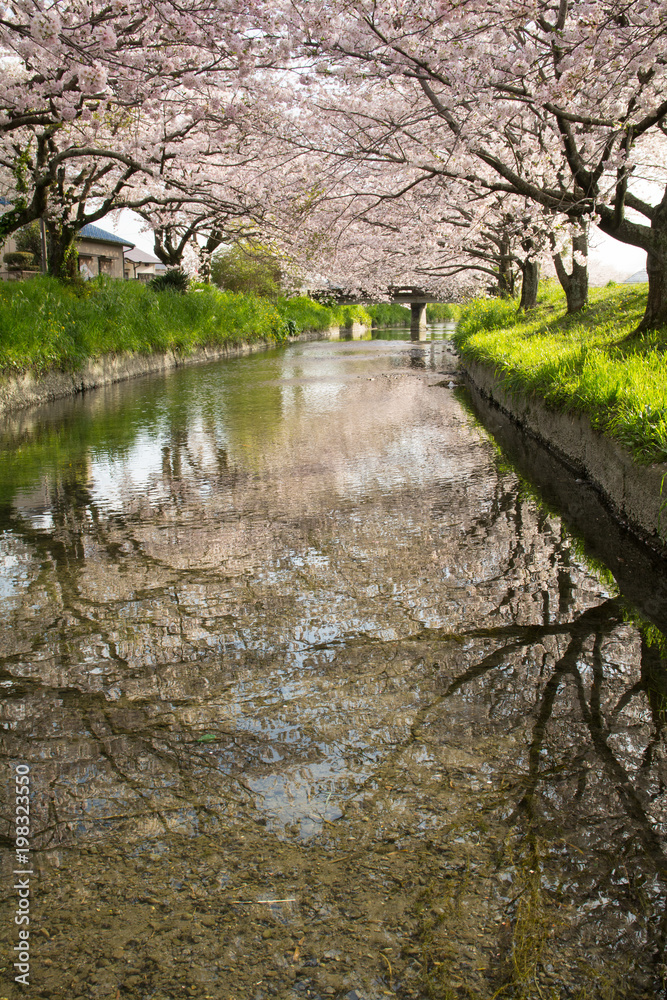 小川の桜