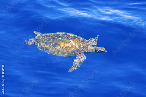 Green Sea Turtle in emerald seawater.