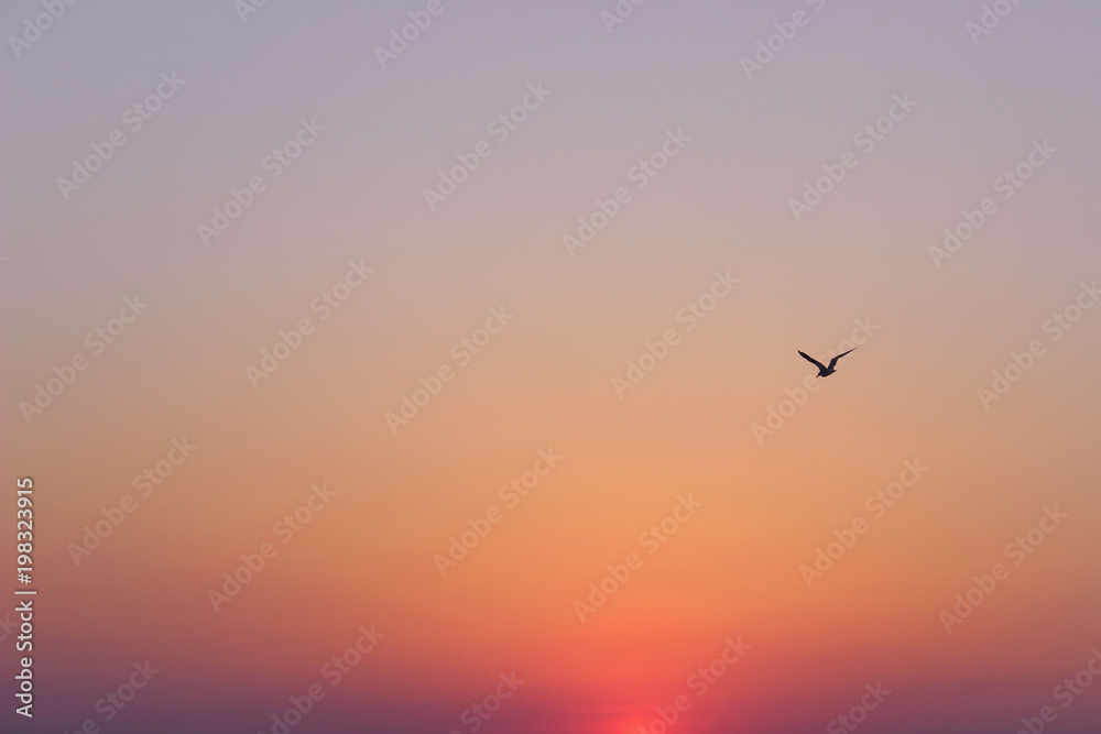Wonderful Pink Sky Background. Sunrise Background.Silhouette Of A Bird Over Beautiful Sky Background.
