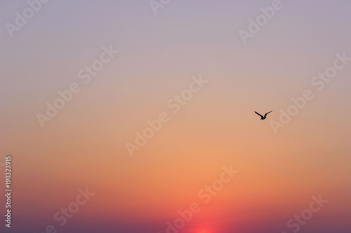 Wonderful Pink Sky Background. Sunrise Background.Silhouette Of A Bird Over Beautiful Sky Background. 