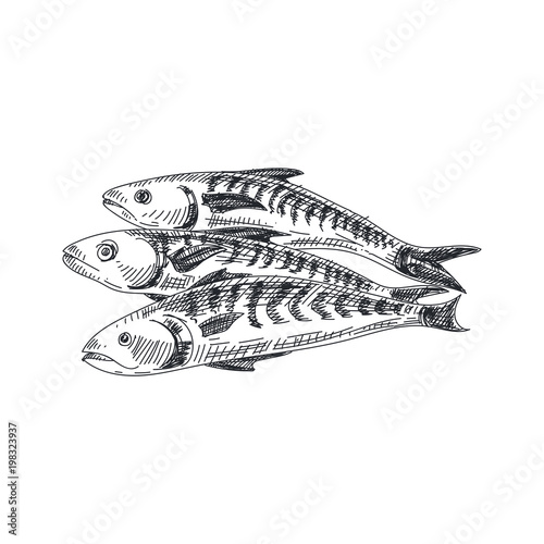 Beautiful vector hand drawn seafood Illustration.