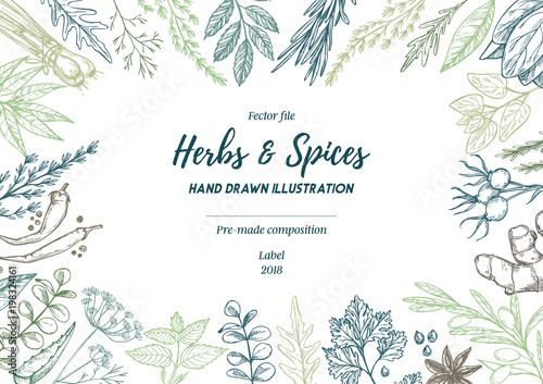 Fototapeta Naklejka Na Ścianę i Meble -  Hand drawn vector illustration. Frame with herbs and spices (sage, tarragon, ginger). Herbal pre-made composition. Perfect for menu, cards, prints, packing, leaflets