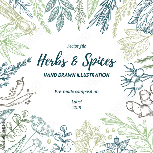 Hand drawn vector illustration. Frame with herbs and spices (sage, tarragon, ginger). Herbal pre-made composition. Perfect for menu, cards, prints, packing, leaflets