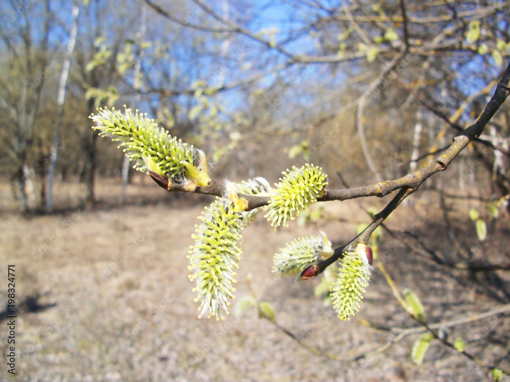 Fototapeta premium Blooming willow against the blue sky 