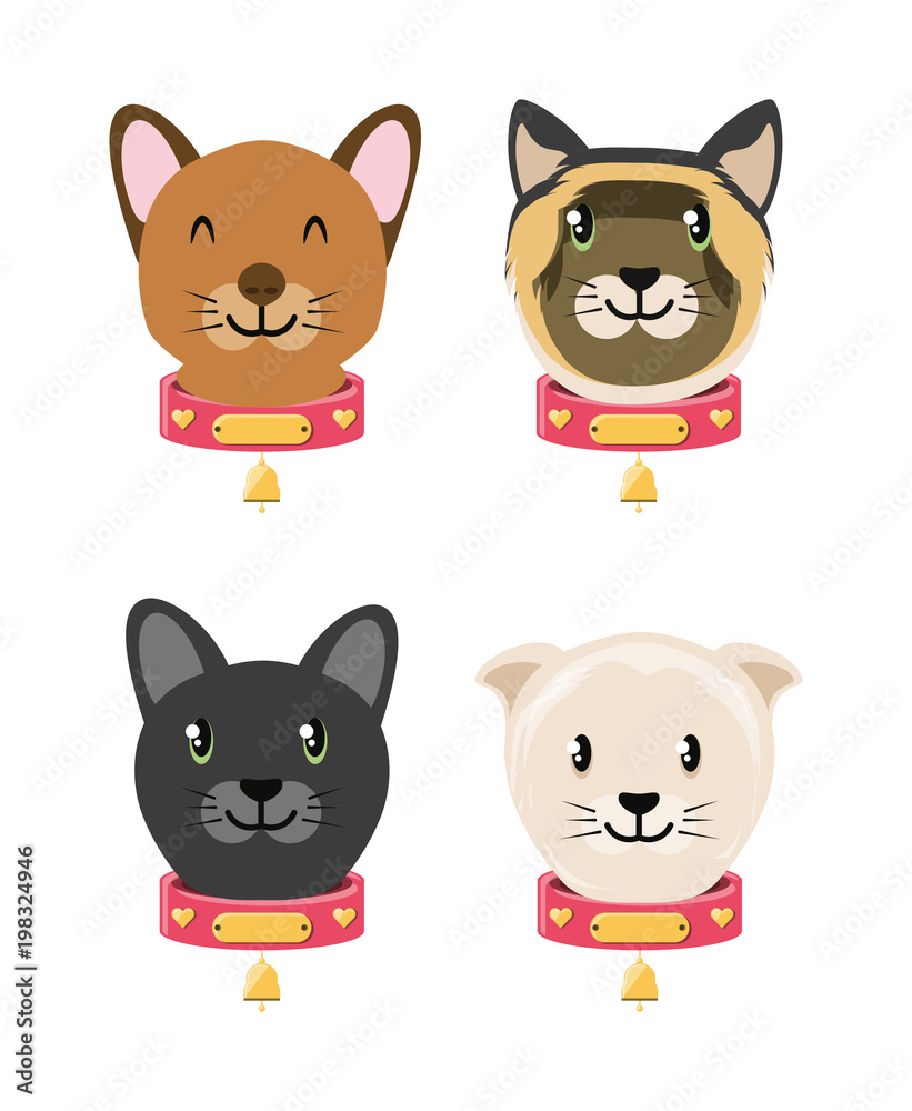 group of domestic cats group of domestic cats