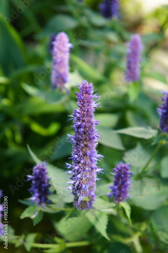 Anise hyssop or agastache foeniculum black adder purple flowers with green