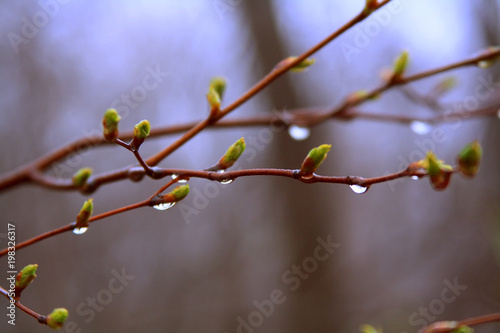 raindrops on branches in spring
