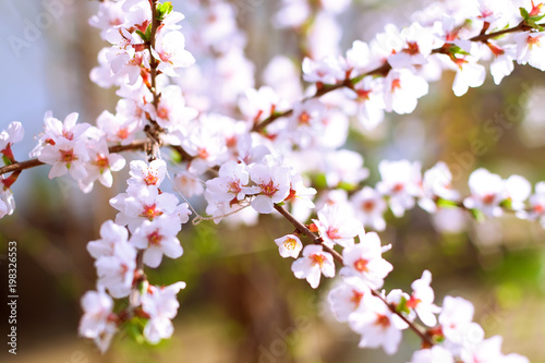 branch of a flowering tree in the spring