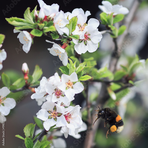 bumblebee gathers nectar from a blossoming branch of a cherry in the may spri...