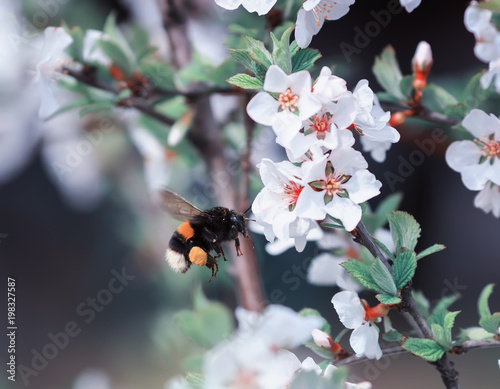 insect bumblebee flies up to the cherry blossoms in the may spring garden
