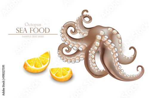 Octopus Vector realistic isolated on white. 3d detailed illustrations
