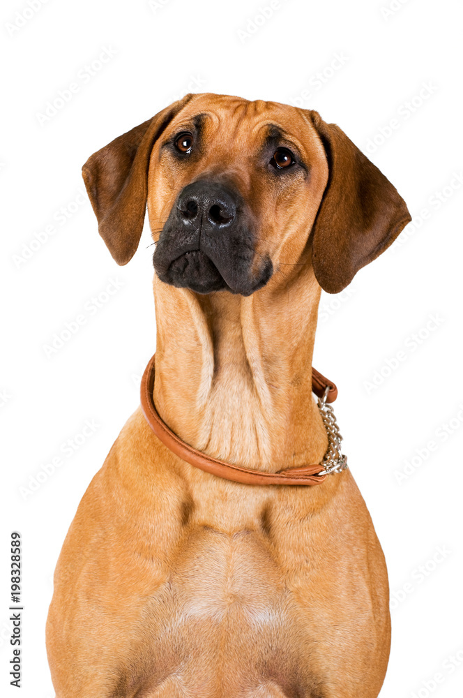 Rhodesian Ridgeback Hündin mit Halsband isoliert auf weißem Grund foto de  Stock | Adobe Stock