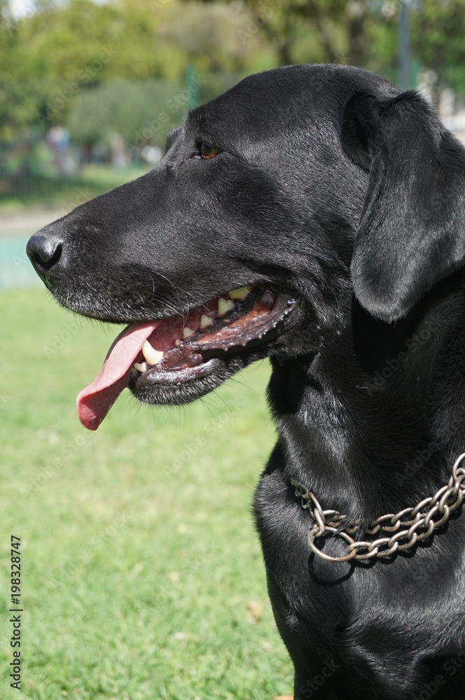 Labrador negro, primer plano vista de perfil, lengua afuera Labrador negro, primer plano vista de perfil, lengua afuera