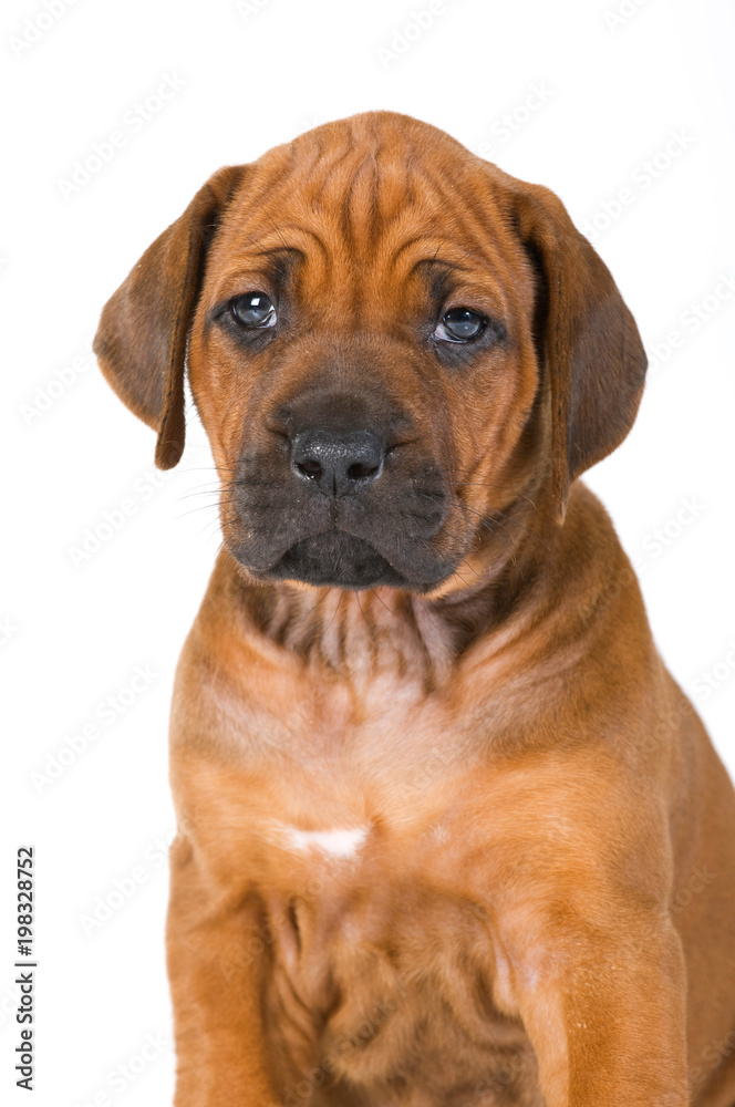 Sitzender Rhodesian Ridgeback Welpe isoliert auf weißem Grund Sitzender Rhodesian Ridgeback Welpe isoliert auf weißem Grund