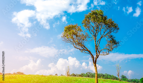Green tree with beautiful branches pattern on hill and green grass field with white flowers and blue sky and white cumulus clouds as background on beautiful sunshine day. Nature composition.