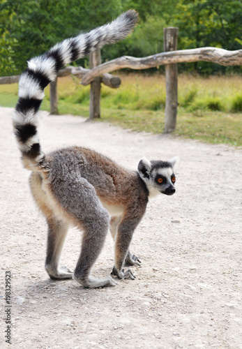 A Madagascar monkey of the maki catta lemur breed