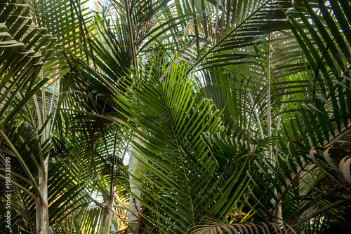 Brunches of palm tree. Green leaves background. Wallpaper with thin palm leaves.