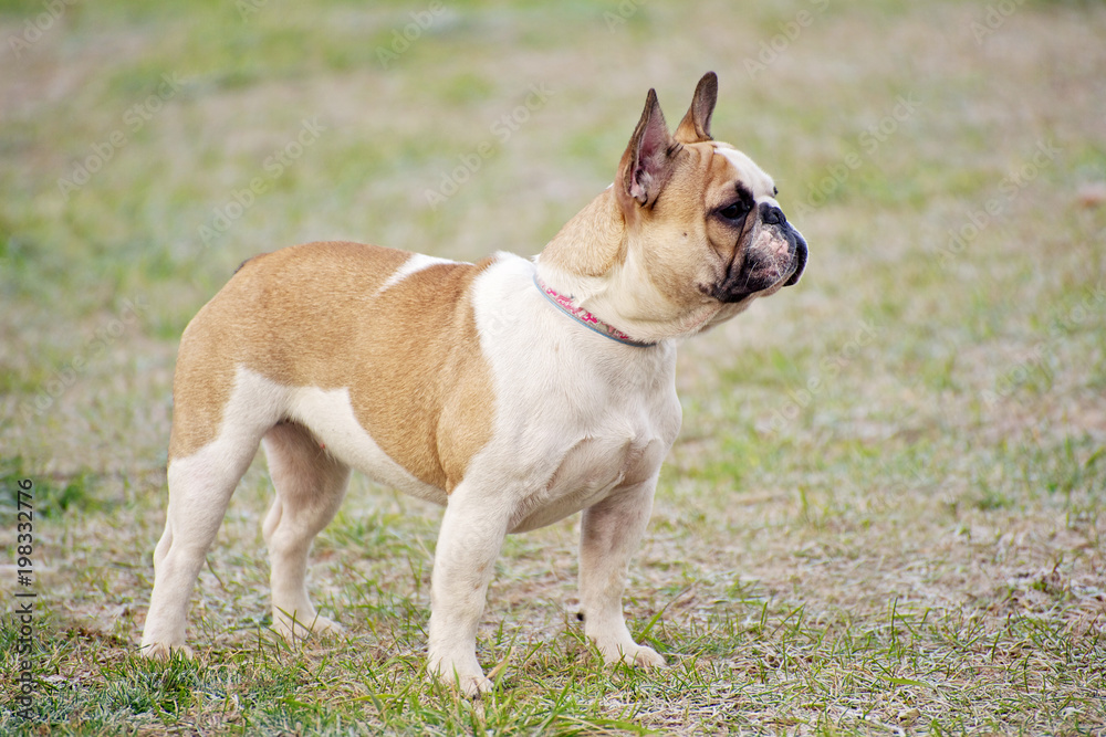 French bulldog in the rack outdoor