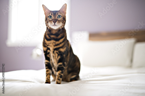 Bengal cat on a blanket with green eyes