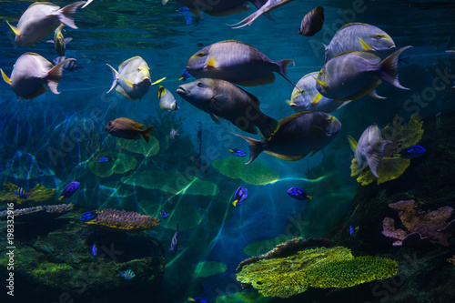 Fototapeta Naklejka Na Ścianę i Meble -  Exotic fishes swim among beautiful corals in an oceanarium. Undersea world.