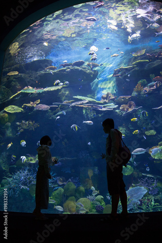 Couple visiting a big aquarium. People watching fish through the glass in a Oceanarium.