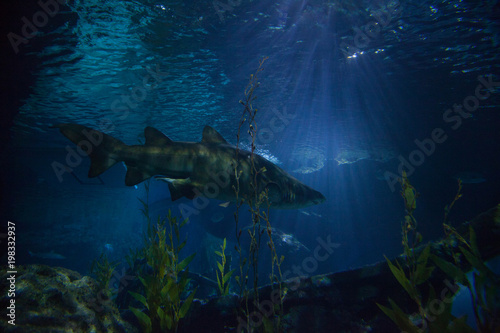 Sharks and small fish swimming in aquarium - deep blue shades. Undersea world