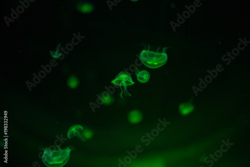 Jellyfish in the natural environment in green color. Undersea world.