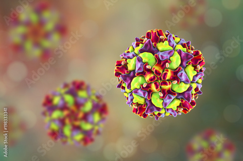 Poliovirus, an RNA virus that causes polio disease photo
