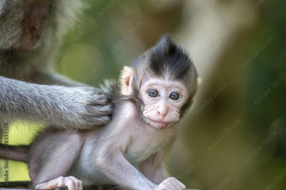 Portrait of baby monkey and mother at sacred monkey forest in Ubud, Bali, Indonesia. Close up Portrait of baby monkey and mother at sacred monkey forest in Ubud, Bali, Indonesia. Close up