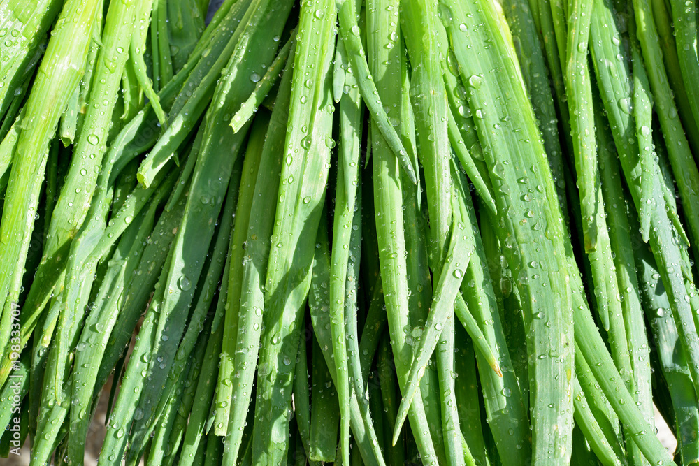Fototapeta premium Fresh green onions with water droplets, close-up of organic vegetables highlighting freshness, healthy eating, and natural farm produce.
