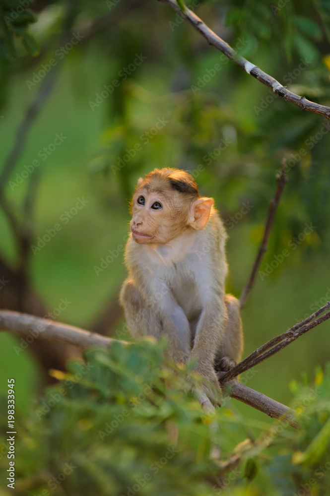 baby monkey sits on a green tree baby monkey sits on a green tree