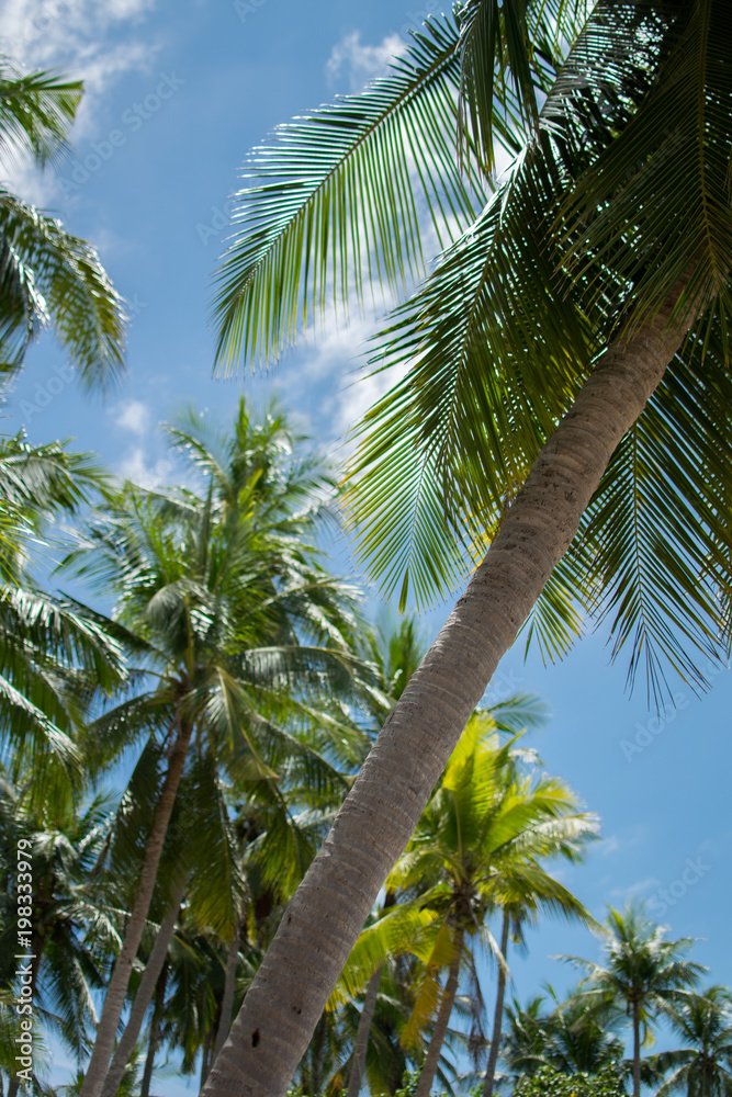 Palm Tree Paradise Palm Tree Paradise
