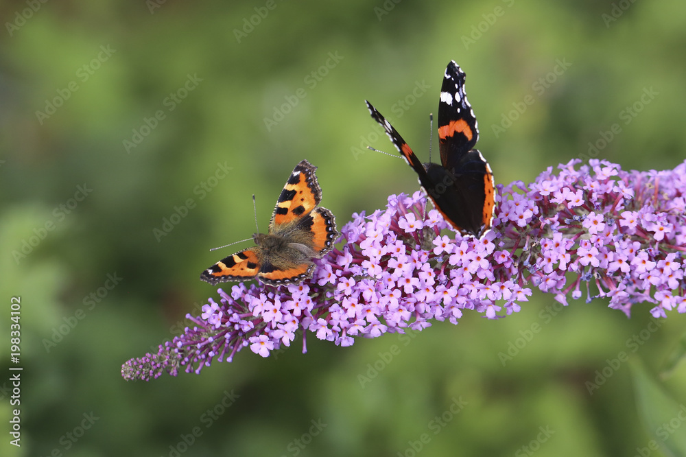 papillon StockFoto Adobe Stock