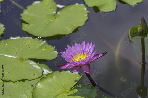 pink lotus in a pond