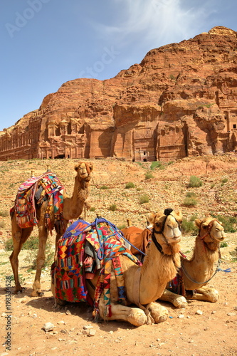 Portrait of camels with the Royal Tombs in the background, Petra, Jordan, Middle East