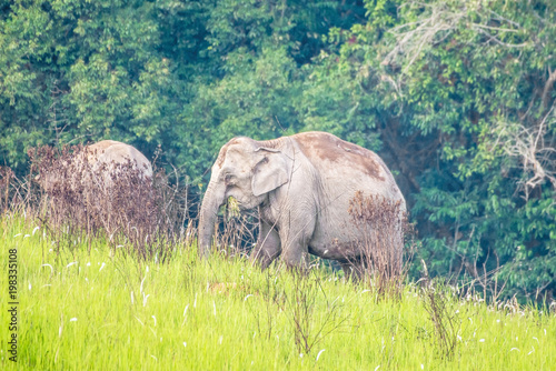 Photography Young elephants eating grass at Khao Yai National Park, Thailand
