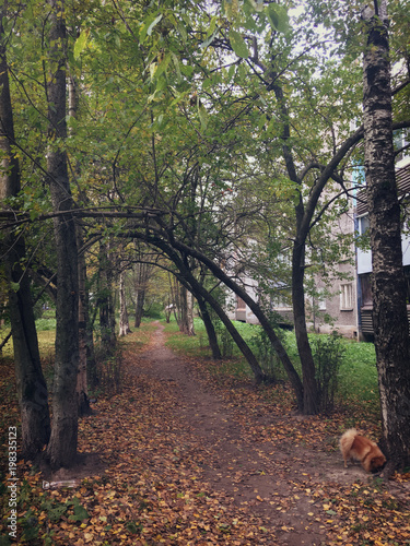 walk with a dog in the fall along a path between trees photo