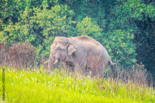 Photography Young elephants eating grass at Khao Yai National Park, Thailand