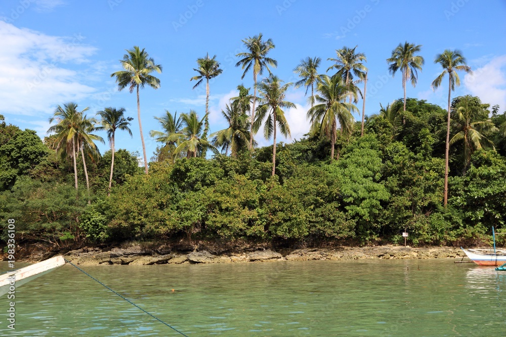 Palm trees in Palawan