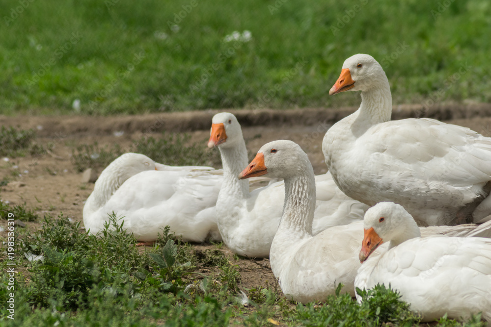 Herd of goose laying on grass on sunny afternoon Herd of goose laying on grass on sunny afternoon