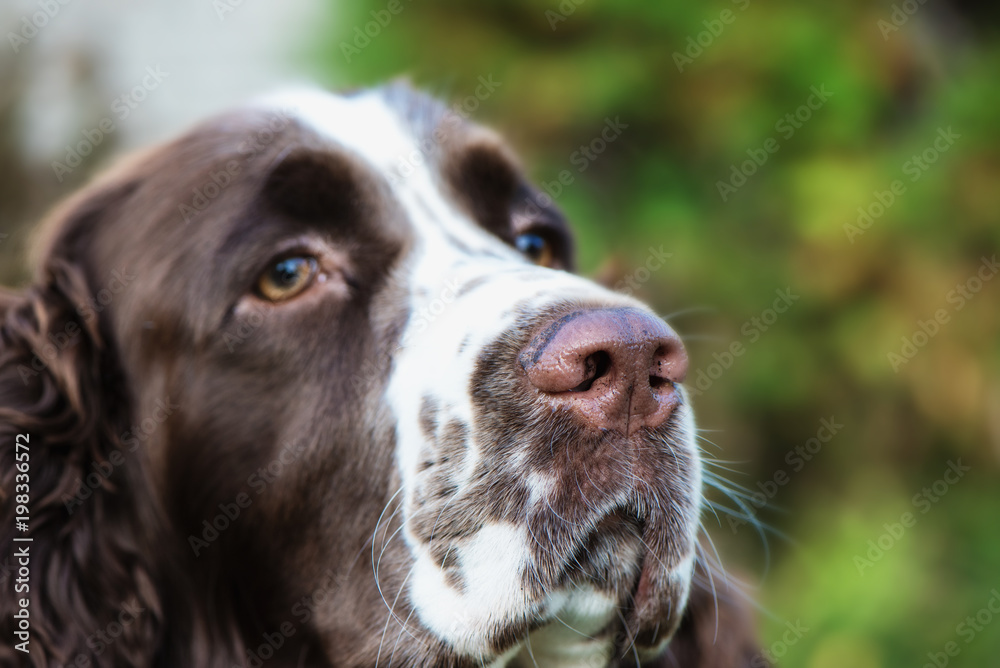Muzzle of a dog close-up. Focus on nose