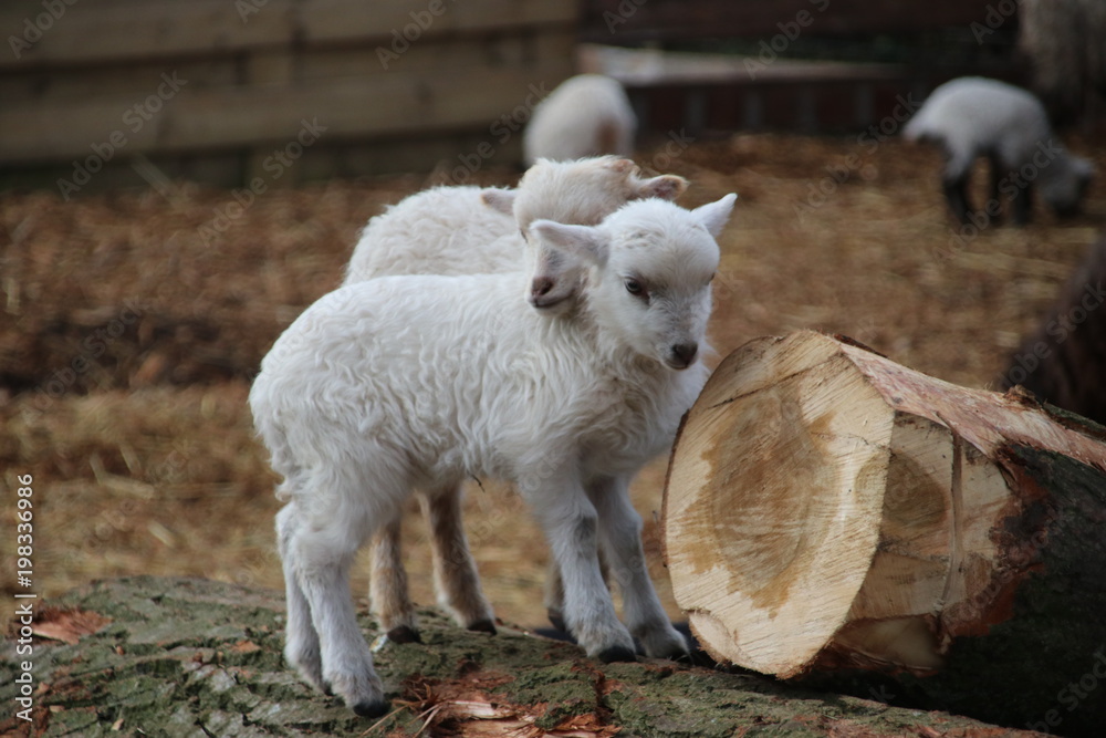 sheep and just born lambs in Moordrecht, The Netherlands duing spring 2018 sheep and just born lambs in Moordrecht, The Netherlands duing spring 2018
