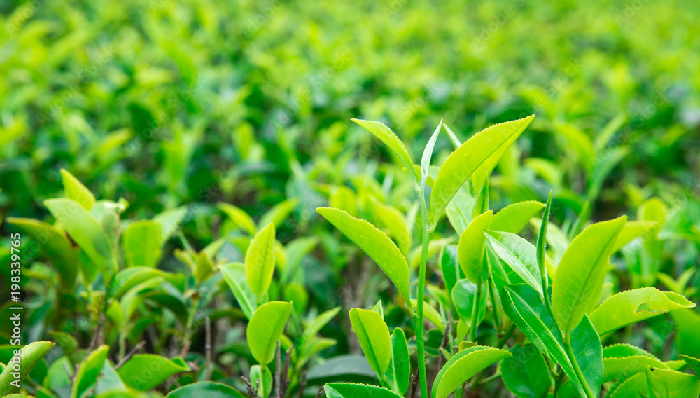 Obraz premium Tea leaf plantation