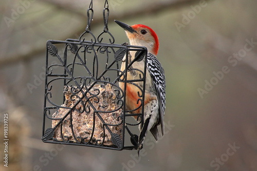 A Red Bellied Woodpecker eats from a suet feeder hanging in a tree.