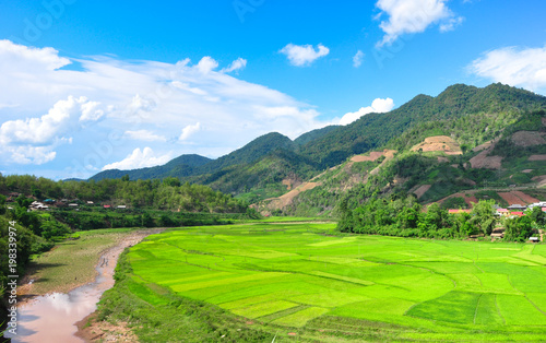 rice field in the Northern of Vietnam