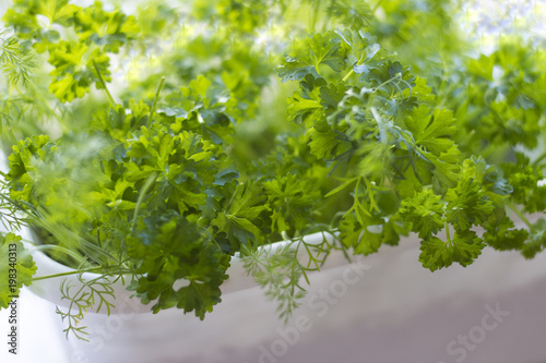 Growing green parsley in a white pot closeup. Spring concept.